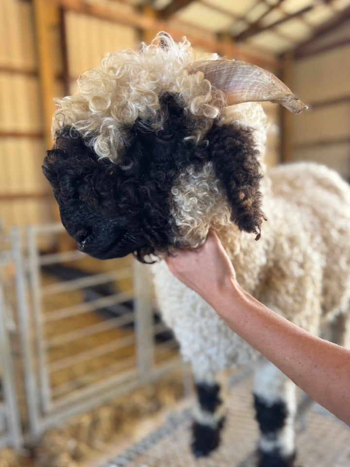 Mattisse (Breeding age ram)
