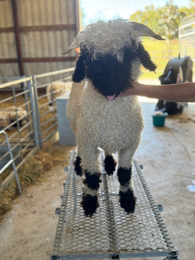 Mattisse (Breeding age ram)