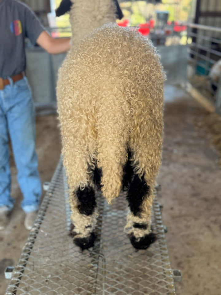 Mattisse (Breeding age ram)