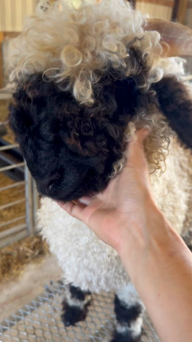 Mattisse (Breeding age ram)