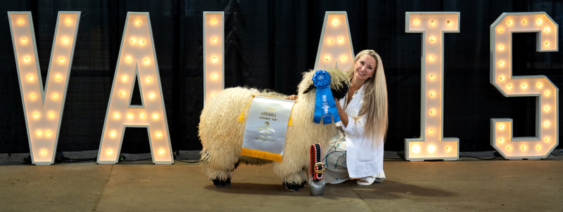 Family of Valais Blacknose sheep with lambs