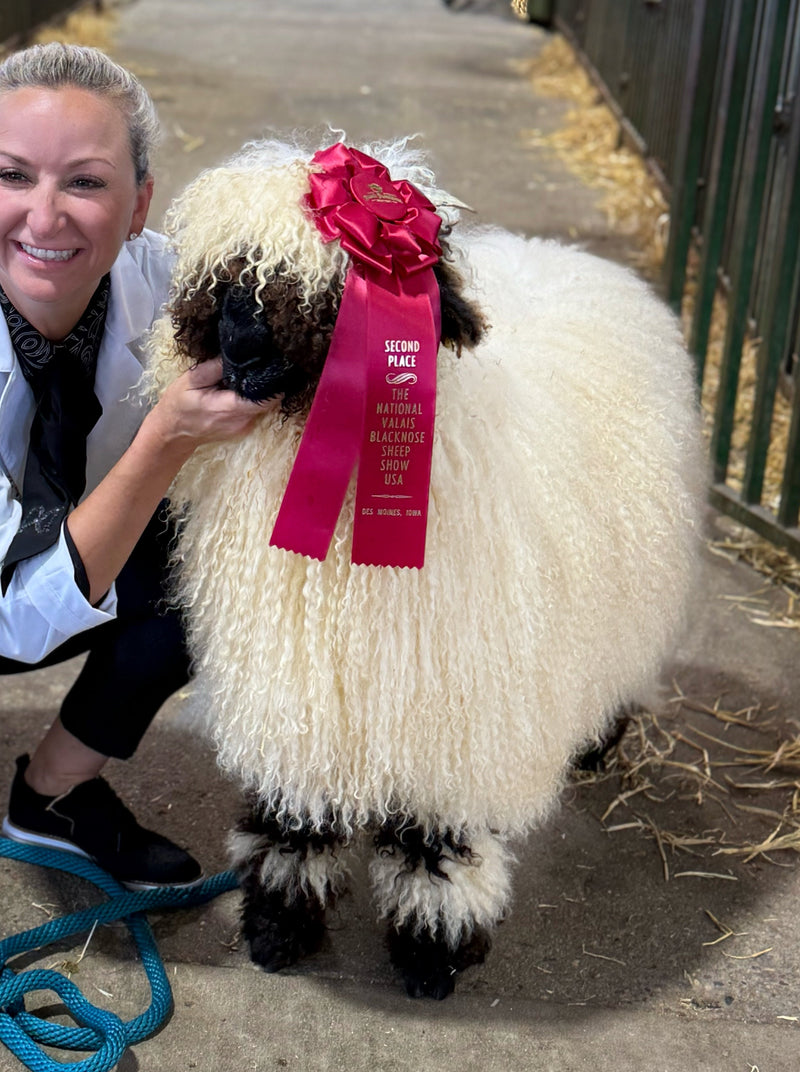 Bottle feeding a young Valais Blacknose lamb