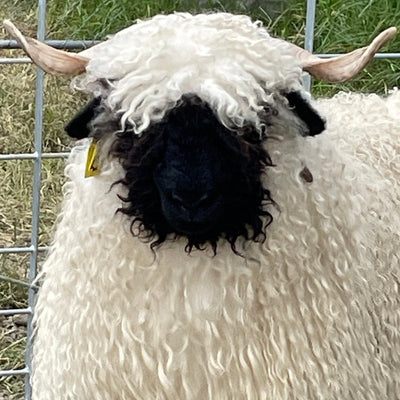 Parkdale Highlight x Parkdale Glamour Embryos - Dam