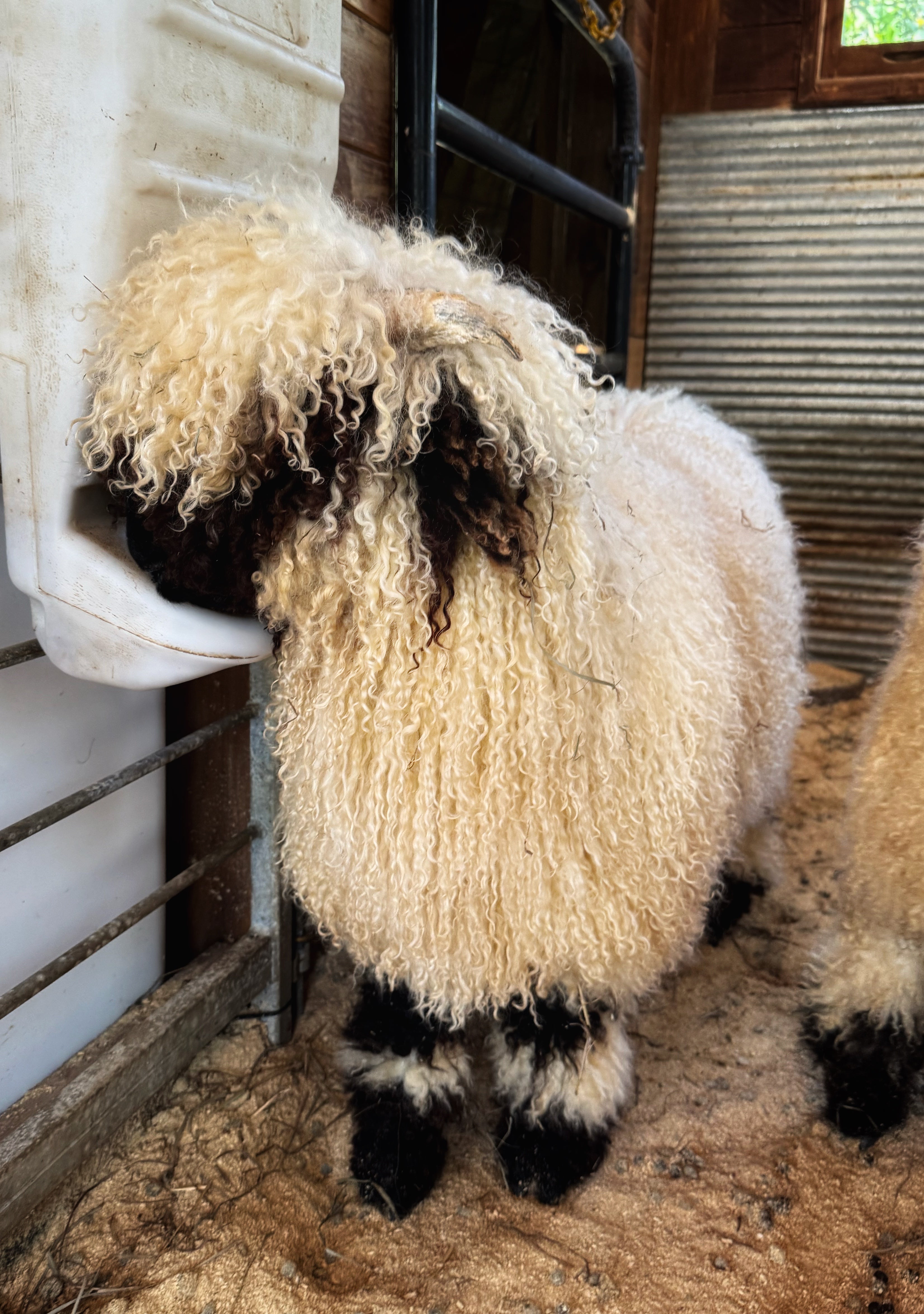 Our Flock – Nashville Farm