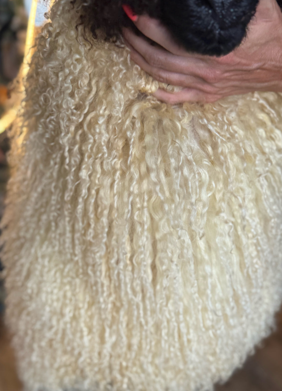 Monroe (Female Ready to Breed)