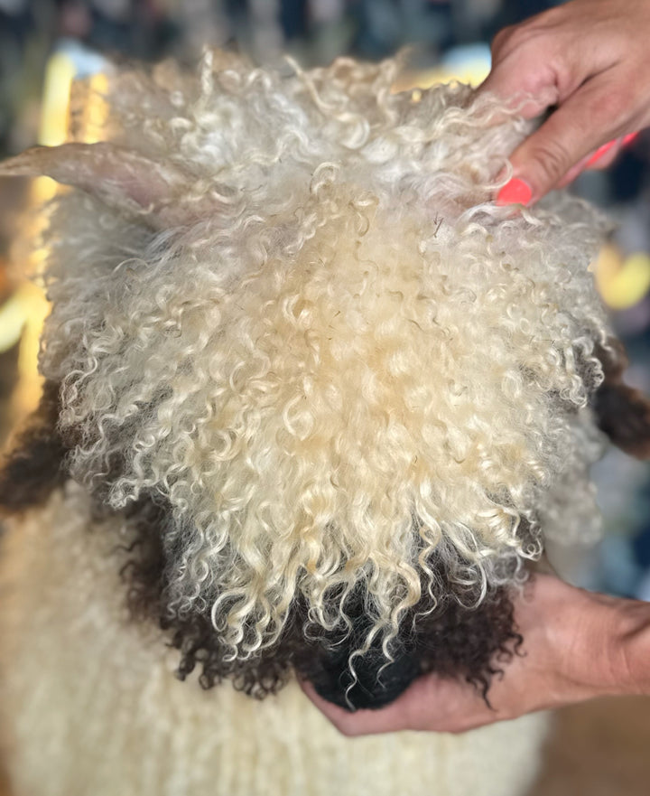 Monroe (Female Ready to Breed)