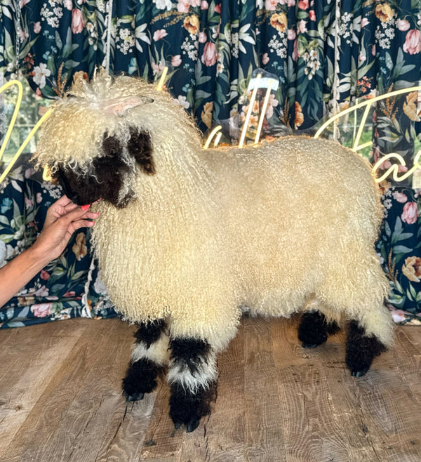 Monroe (Female Ready to Breed)