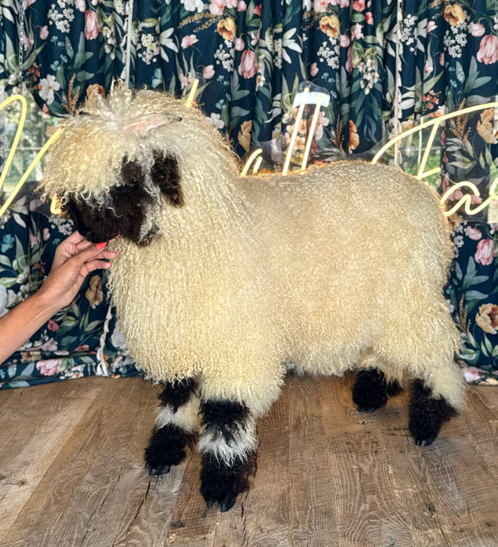 Monroe (Female Ready to Breed)