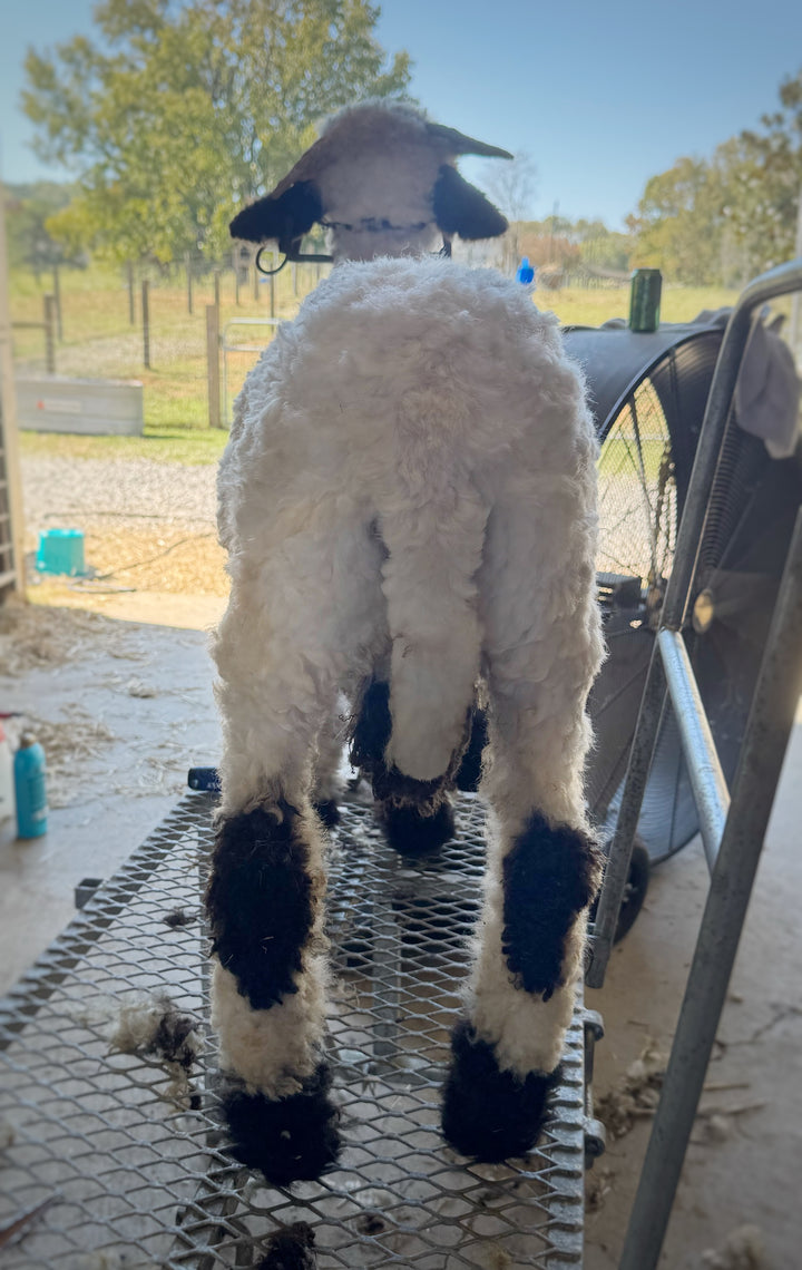 Mr. Big (Proven Ram & A+ Breeding Soundness Exam)