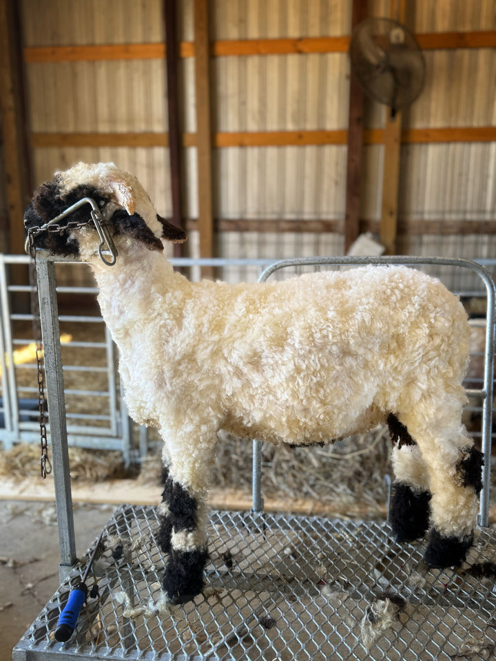 Mr. Big (Proven Ram & A+ Breeding Soundness Exam)