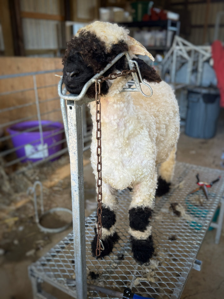 Mr. Big (Proven Ram & A+ Breeding Soundness Exam)