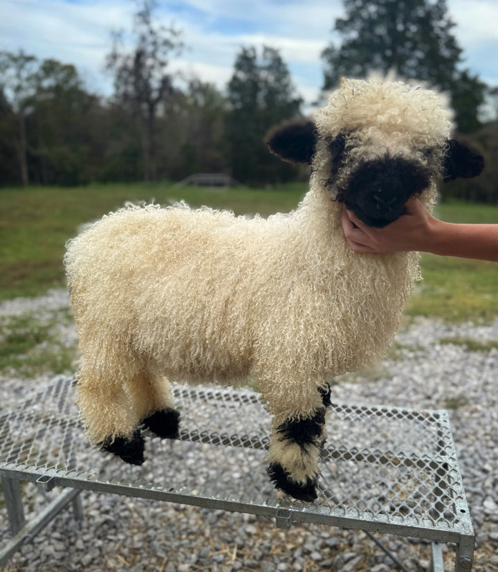Meryl Sheep