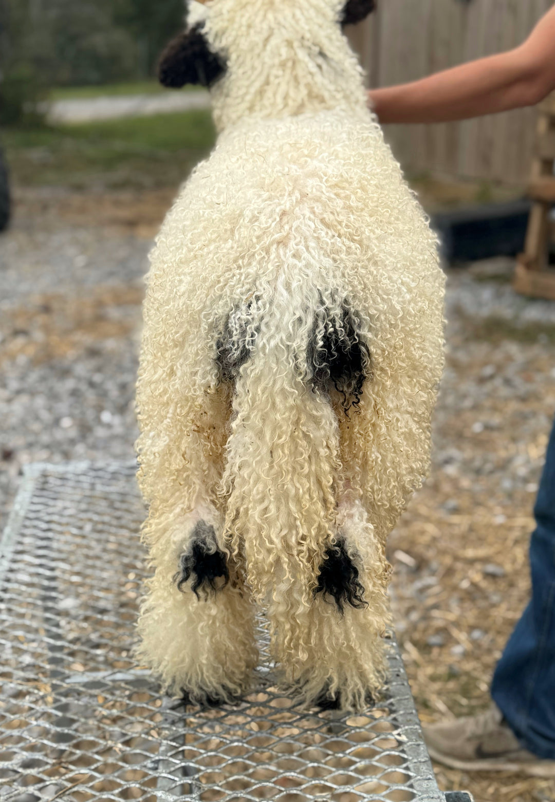 Meryl Sheep