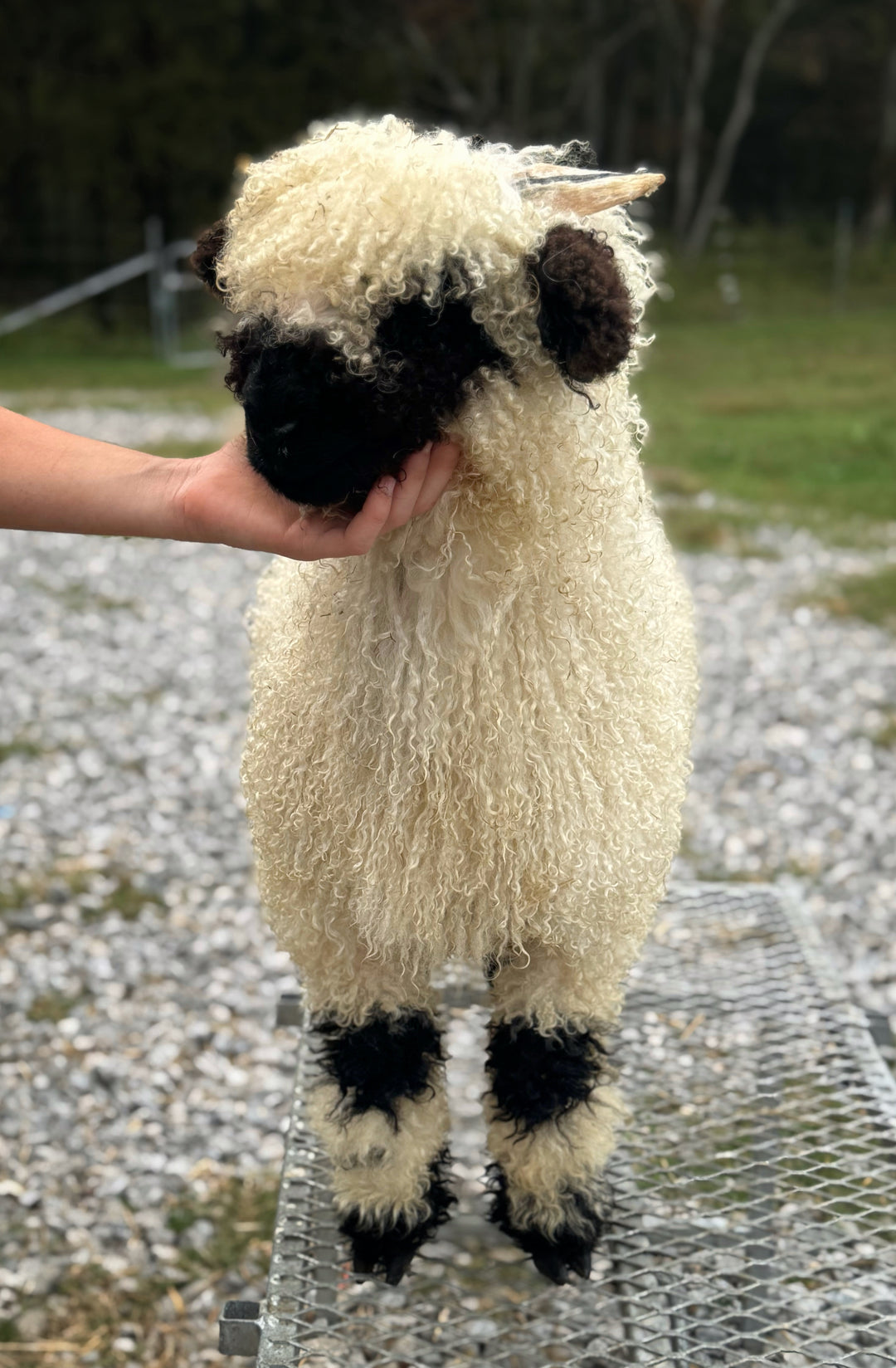 Meryl Sheep