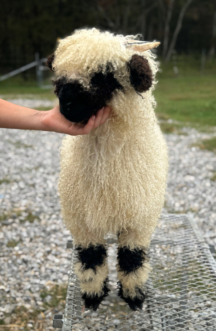 Meryl Sheep