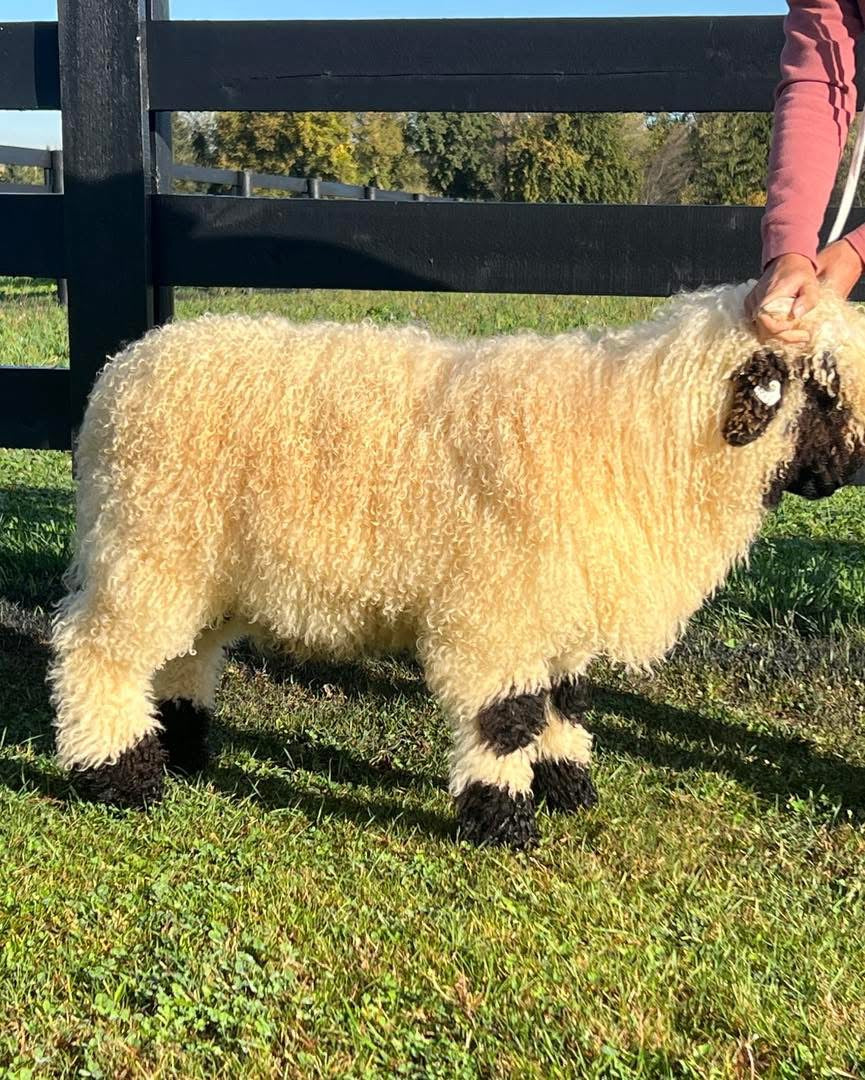 Our Flock – Nashville Farm