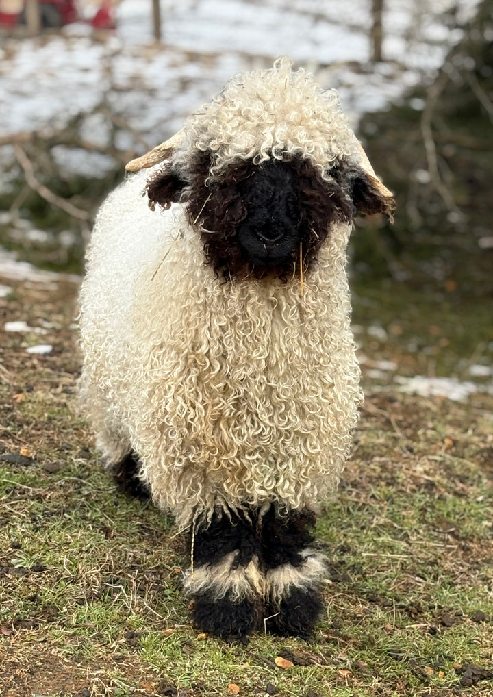 Mr. Big (Proven Ram & A+ Breeding Soundness Exam)