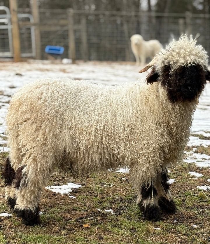 Mr. Big (Proven Ram & A+ Breeding Soundness Exam)