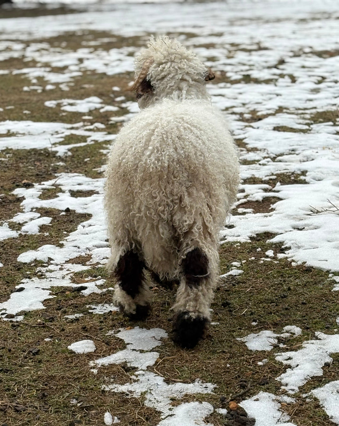 Mr. Big (Proven Ram & A+ Breeding Soundness Exam)