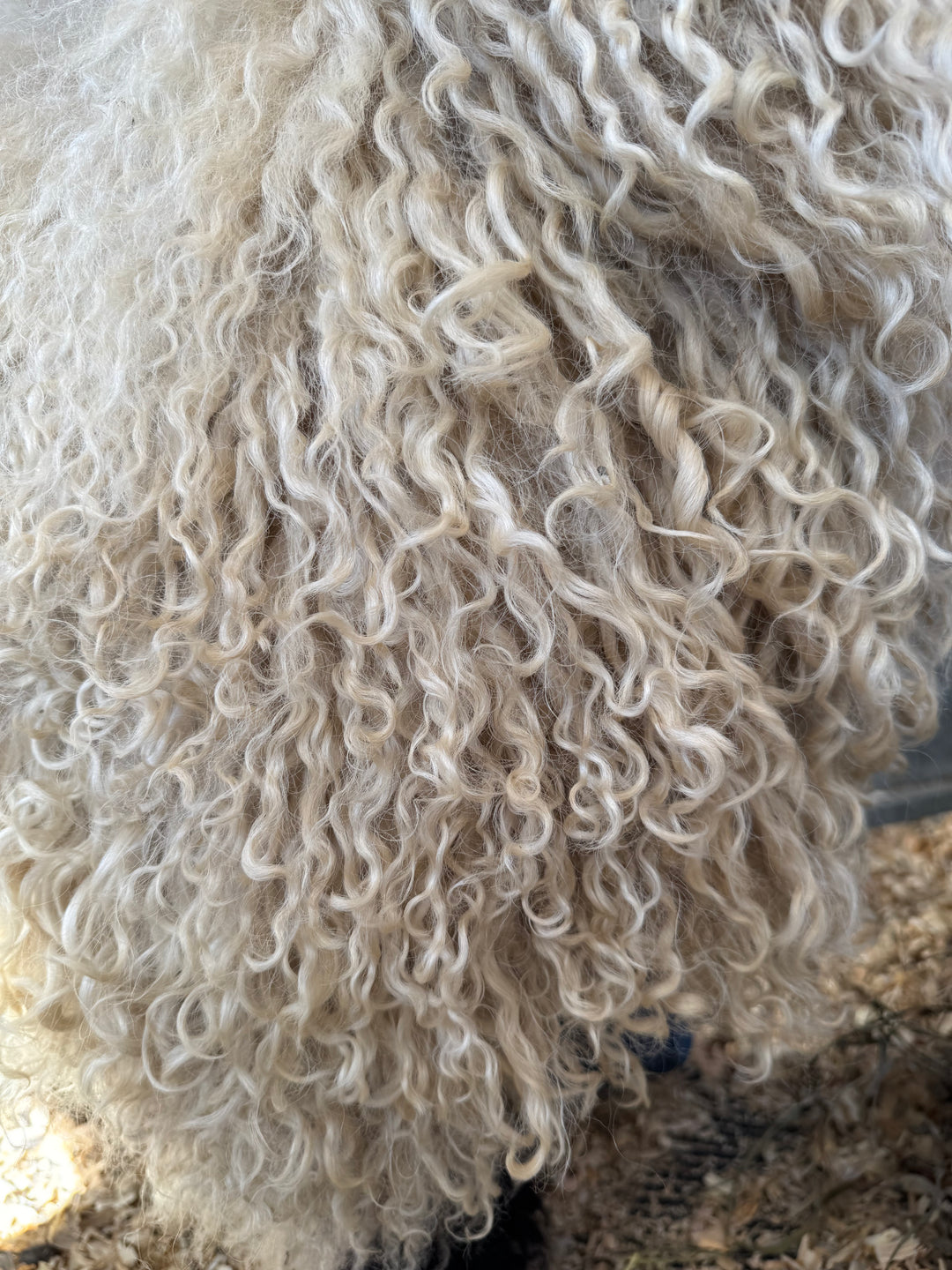 Mr. Big (Proven Ram & A+ Breeding Soundness Exam)