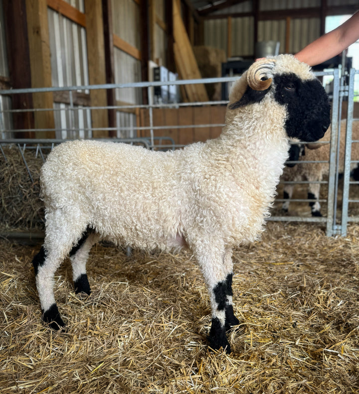 Mersault (Female Ready to Breed Sept 2026)