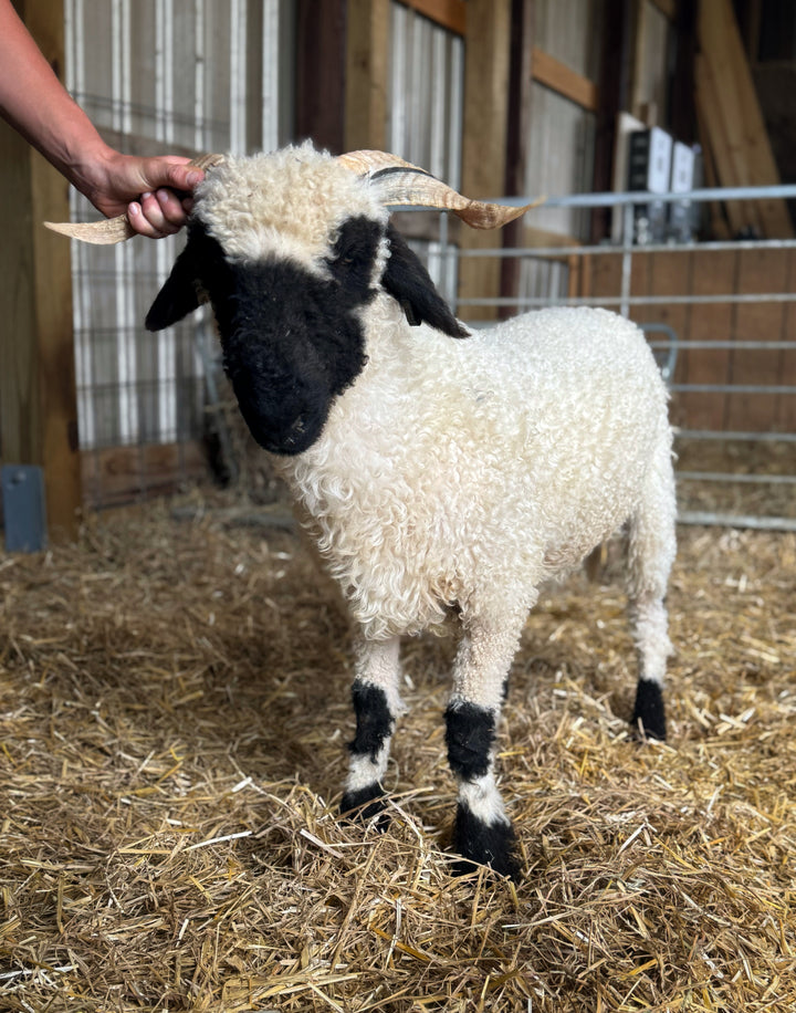 Mersault (Female Ready to Breed Sept 2026)