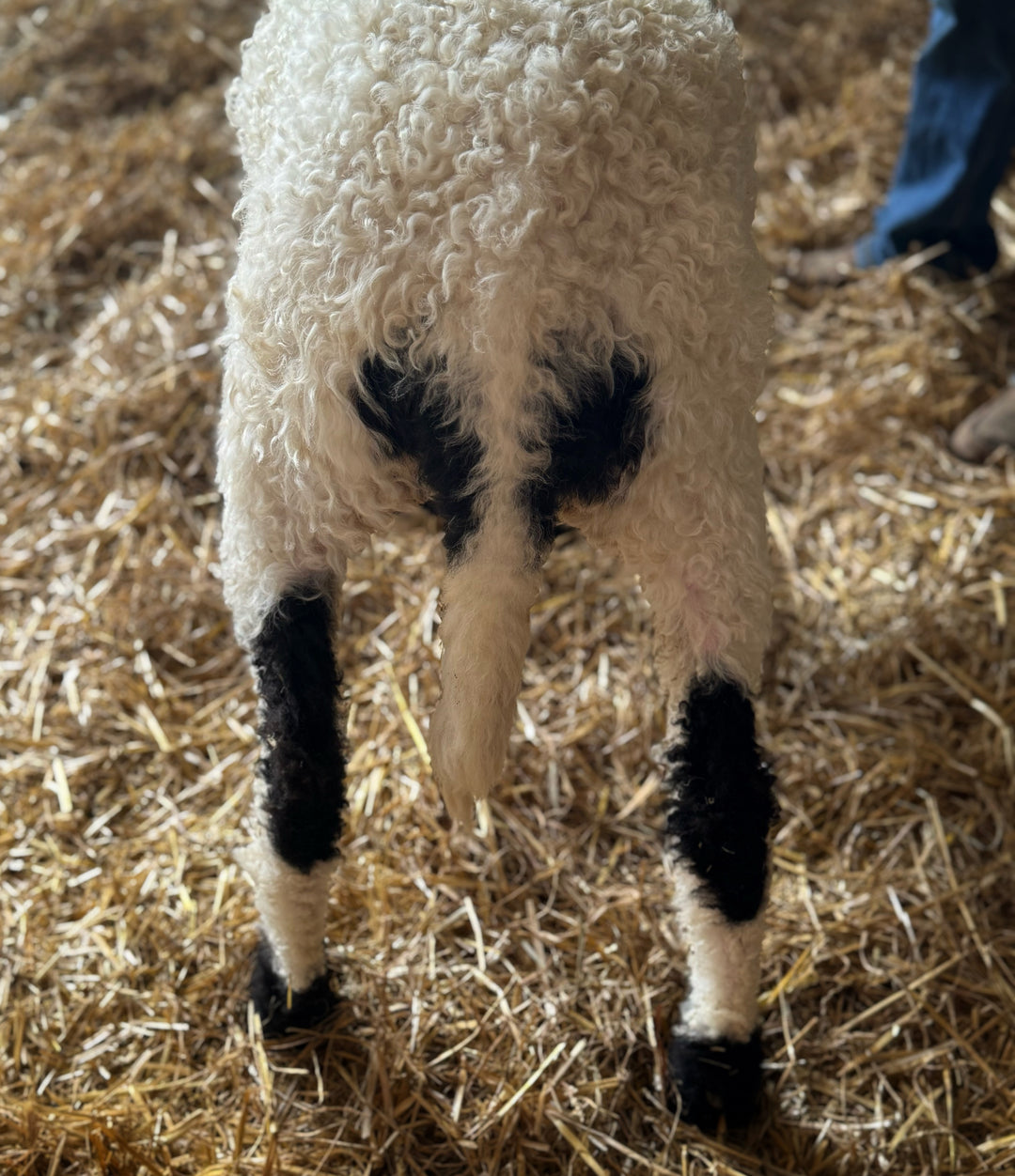 Mersault (Female Ready to Breed Sept 2026)