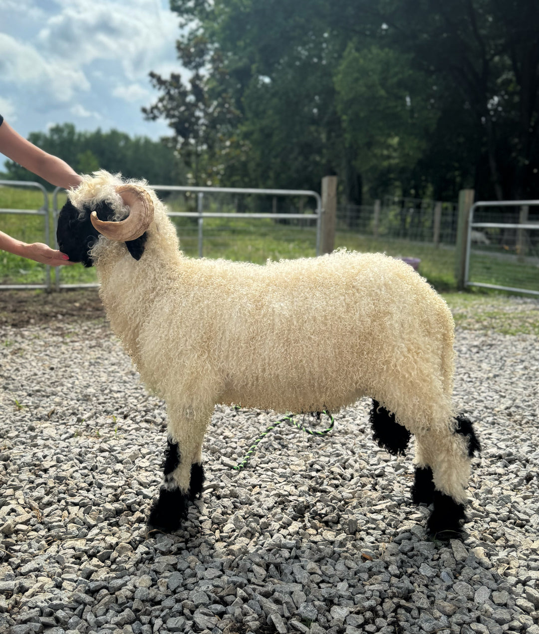 Mattisse (Breeding Age Ram)