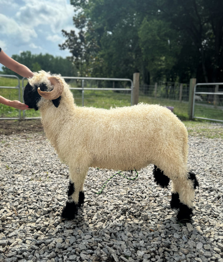 Mattisse (Breeding Age Ram)