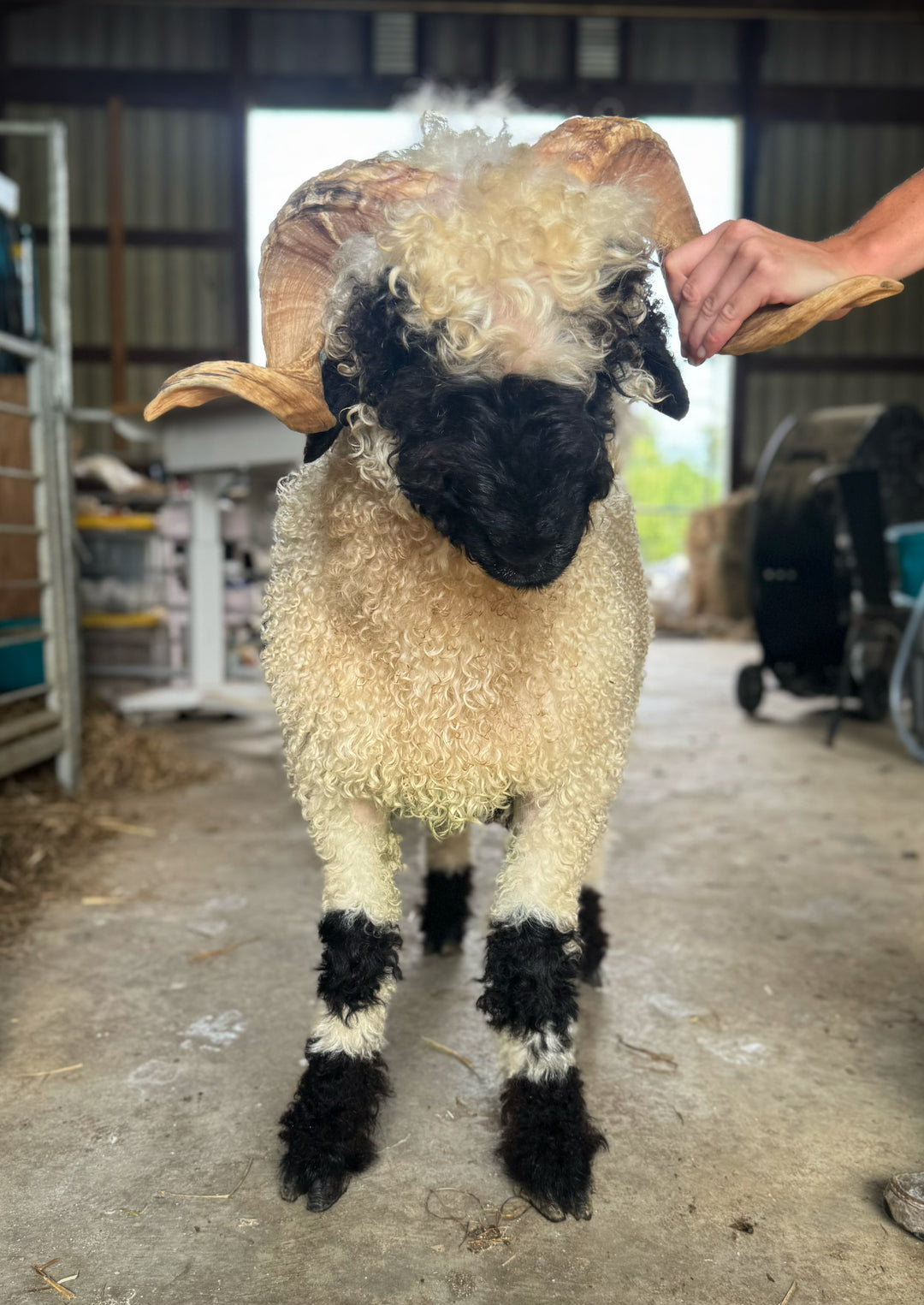Mattisse (Breeding Age Ram)