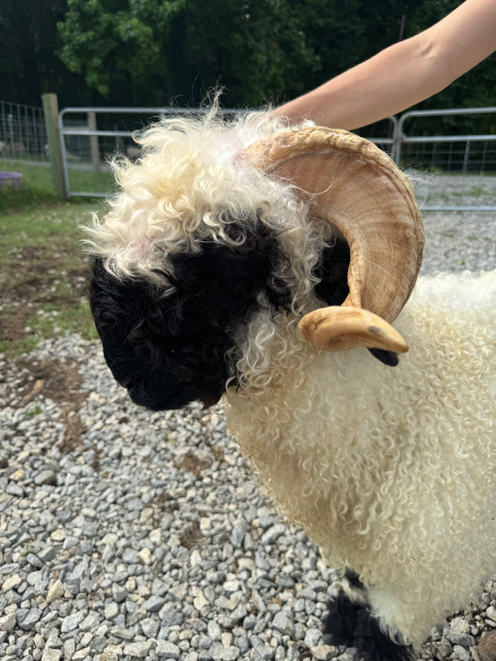 Mattisse (Breeding Age Ram)