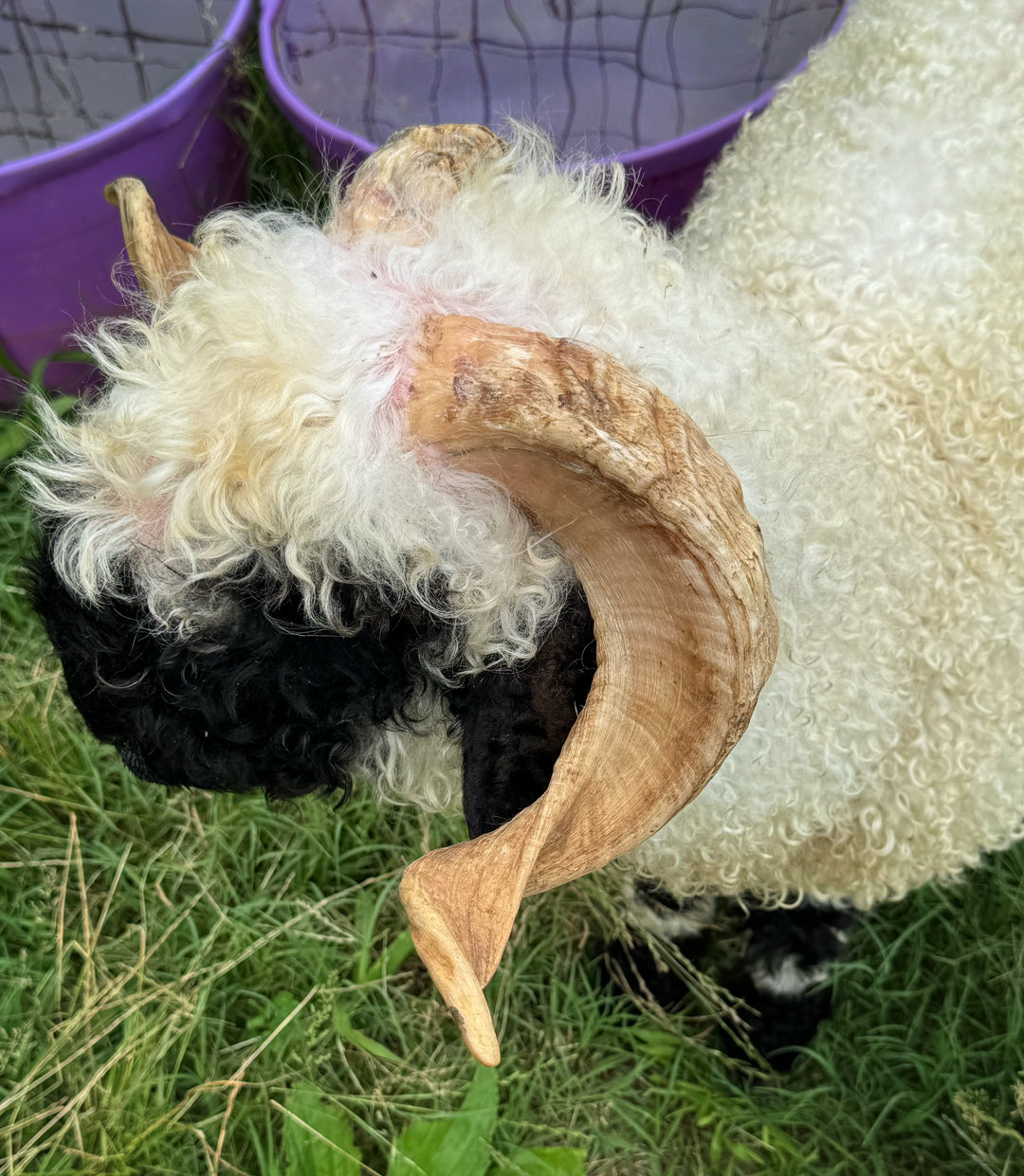 Mattisse (Breeding Age Ram)