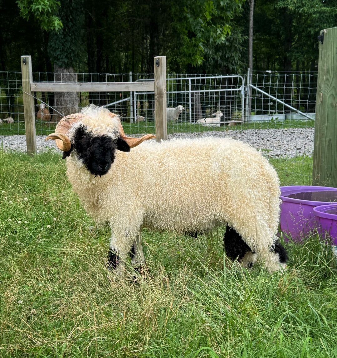 Mattisse (Breeding Age Ram)