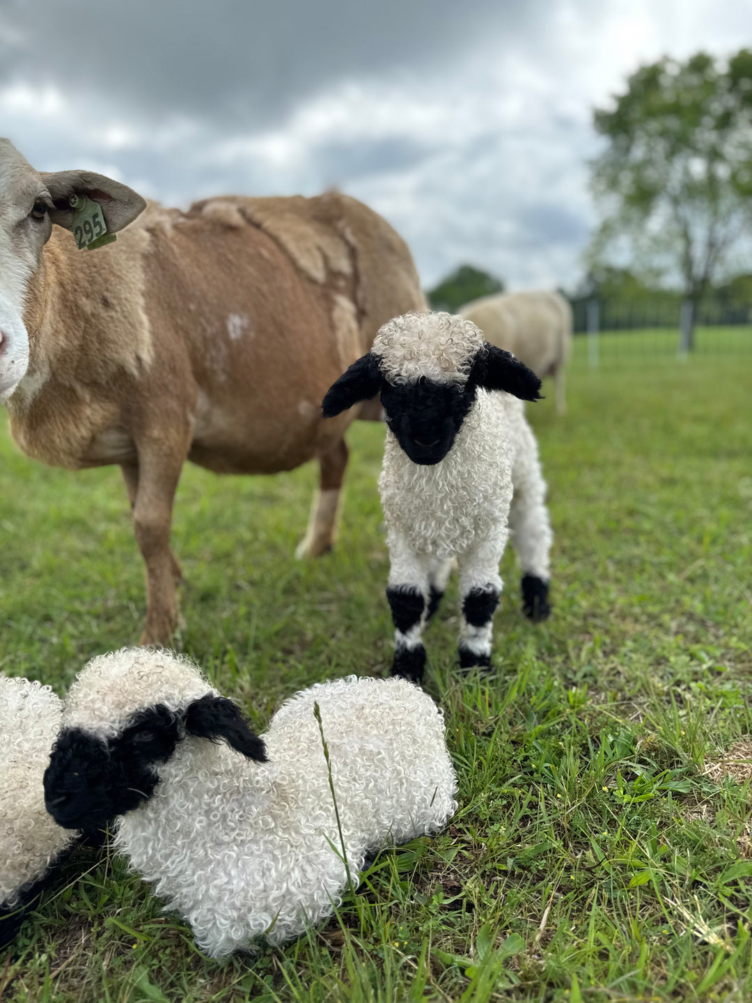 Monroe (Female Ready to Breed)
