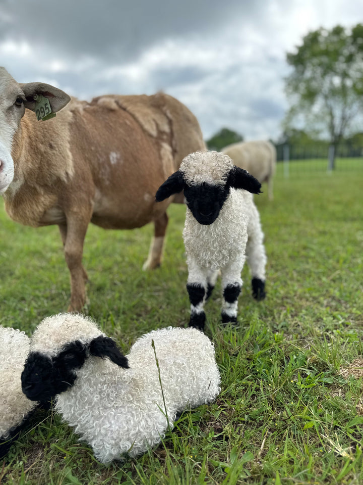 Monroe (Female Ready to Breed)