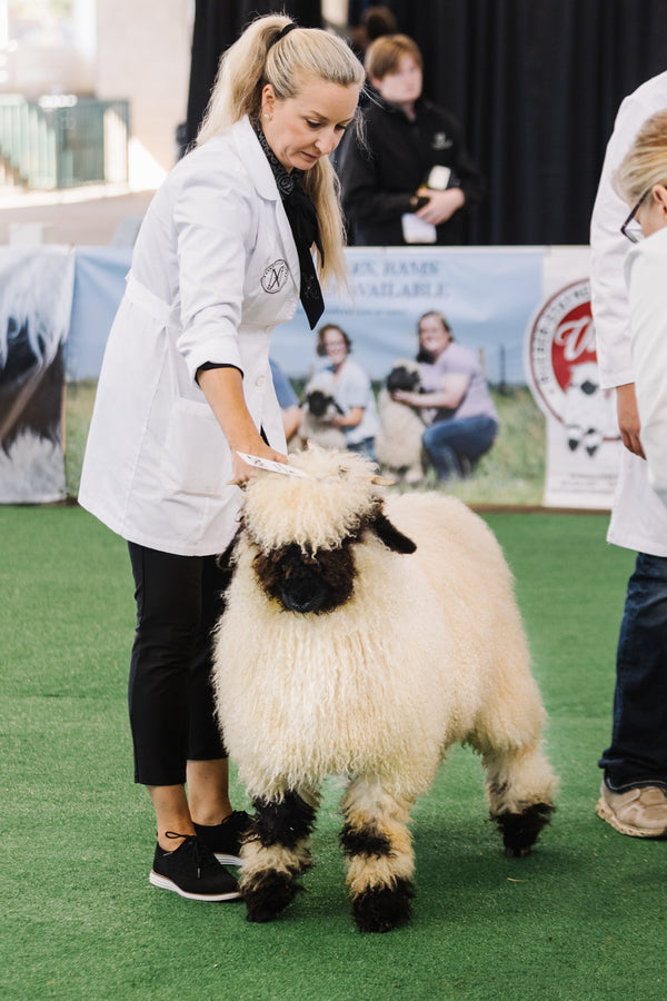 Marshmallow (Female Ready to Breed)