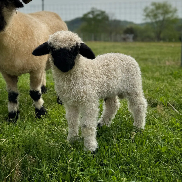 Mutton