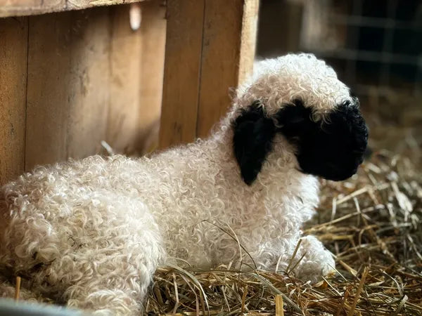 Mr. Big (Proven Ram & A+ Breeding Soundness Exam)