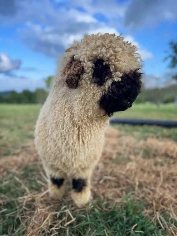 MooShu