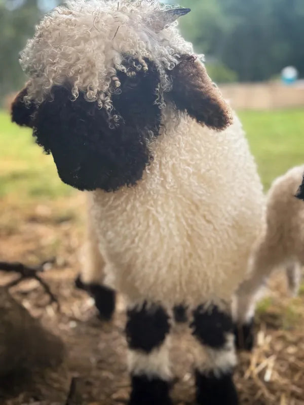 Monroe (Female Ready to Breed)