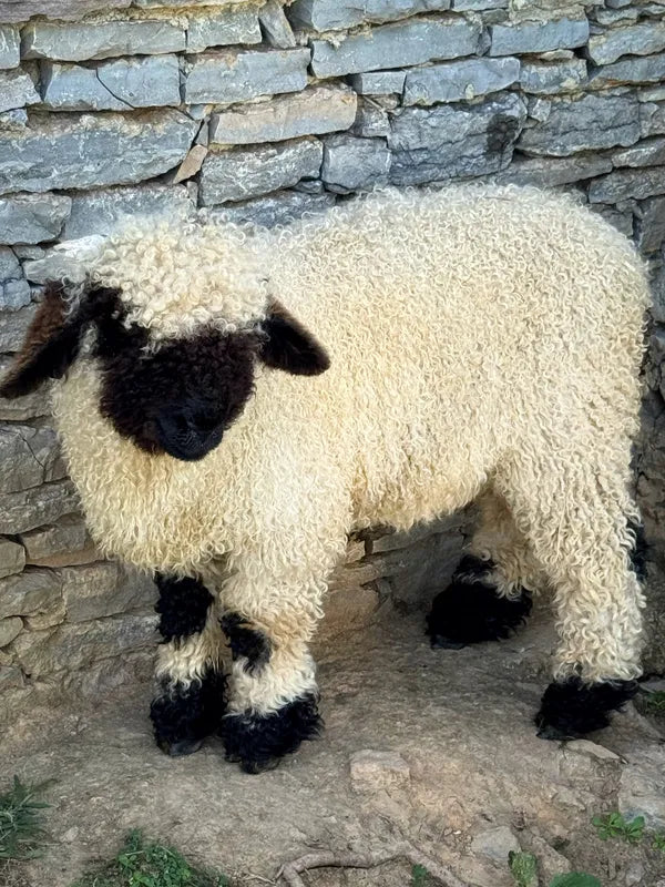 Marshmallow (Female Ready to Breed)